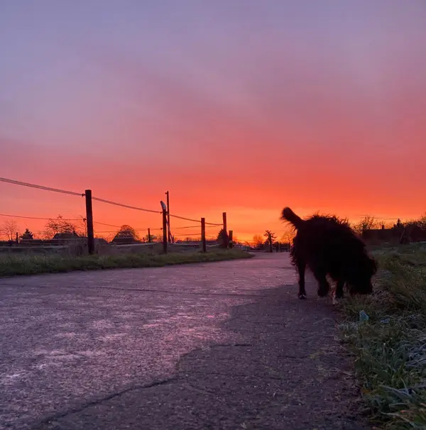 hund-sonnenaufgang